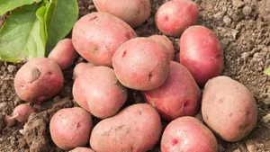 Fresh Red Potatoes On Display Wallpaper