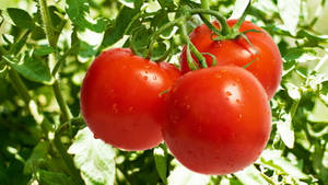 Fresh Ripe Tomato Fruits On Tree Wallpaper