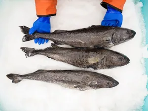 Fresh Sablefish Catchon Ice Wallpaper