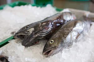 Fresh Sablefishon Iceat Market.jpg Wallpaper