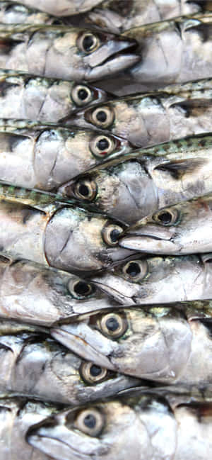 Fresh Sardines Closeup Wallpaper