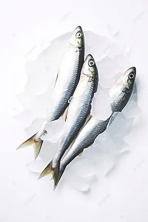 Fresh Sardineson Ice Wallpaper