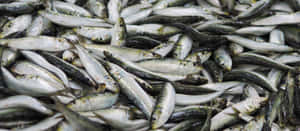 Fresh Smelt Fish Catch.jpg Wallpaper