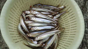 Fresh Smelt Fish In Drainer Wallpaper