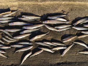 Fresh Smelt Fish On Sand Beach Wallpaper