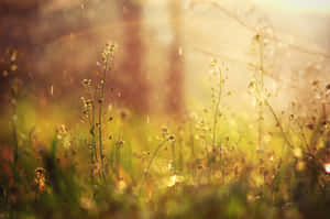 Fresh Spring Rain Falling On Greenery And Flowers Wallpaper