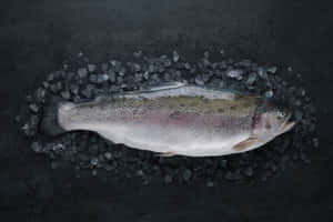 Fresh Steelhead Trouton Ice Wallpaper