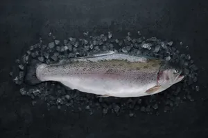 Fresh Steelhead Trouton Ice Wallpaper