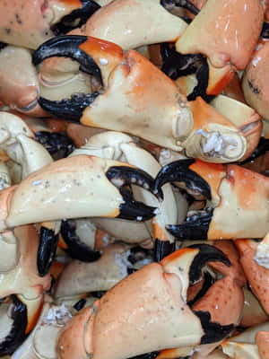 Fresh Stone Crab Claws Closeup Wallpaper