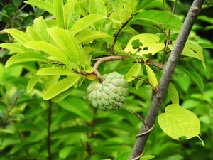 Fresh Sugar Apple (annona Squamosa) Assembled On Tree Wallpaper