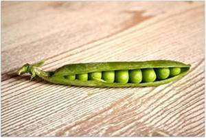 Fresh Sugar Snap Peas Peeking From Pod Wallpaper