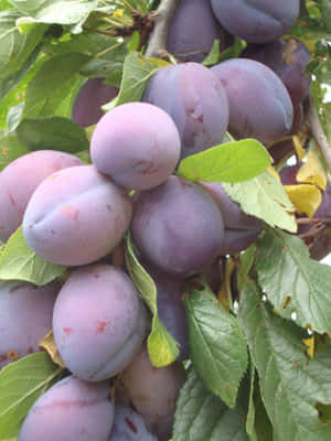 Fresh, Sweet Purple Plums Wallpaper