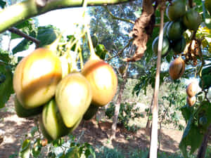 Fresh Tamarillo Fruit Bundle Photographed In High Definition Wallpaper