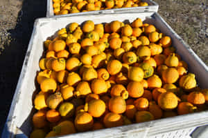 Fresh Ugli Citrus Fruits In Abundance Wallpaper