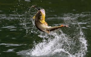 Fresh Variety Of Fishing Baits On A Boat Deck Wallpaper