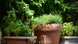 Fresh & Vibrant Herb Garden Wallpaper