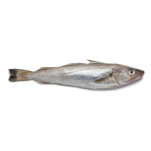 Fresh Whiting Fish Isolated Wallpaper