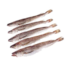 Fresh Whiting Fish Isolated White Background Wallpaper