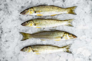 Fresh Whiting Fish On Ice Wallpaper