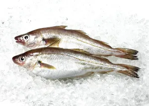 Fresh Whiting Fish On Ice Wallpaper