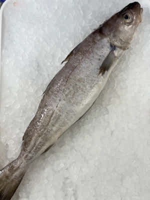 Fresh Whiting Fishon Ice Wallpaper