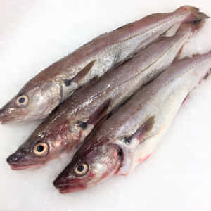 Fresh Whiting Fishon Ice Wallpaper