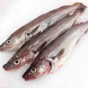 Fresh Whiting Fishon Ice Wallpaper