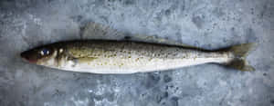 Fresh Whiting Fishon Ice Wallpaper