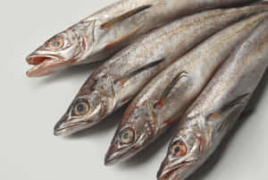 Fresh Whiting Fishon White Background Wallpaper