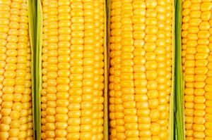 Fresh Yellow Corn In A Field Wallpaper