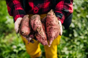Fresh Yellow Sweet Potatoes Wallpaper