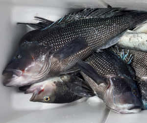 Freshly-caught Black Sea Bass Wallpaper