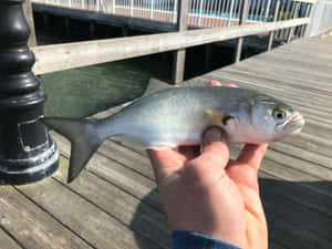 Freshly Caught Bluefishat Pier.jpg Wallpaper