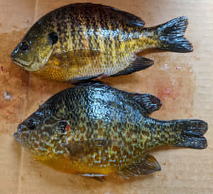 Freshly Caught Bluegill Pair.jpg Wallpaper