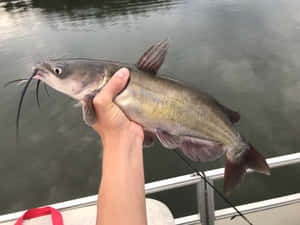 Freshly Caught Channel Catfish Wallpaper