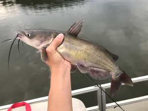 Freshly Caught Channel Catfish Wallpaper