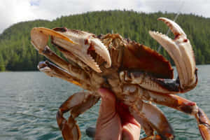 Freshly Caught Dungeness Crab Wallpaper