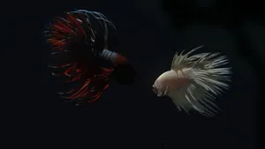 Freshly Caught Live Fish Wallpaper
