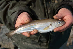 Freshly Caught Whiting Fish Wallpaper