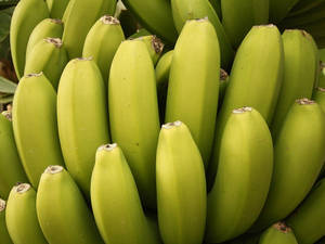 Freshly Harvested Large Plantain Wallpaper