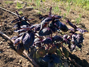 Freshly Harvested Purple Basil. Wallpaper