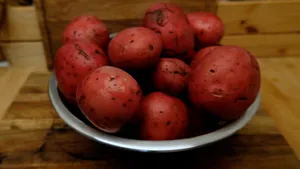 Freshly Harvested Red Potatoes Wallpaper
