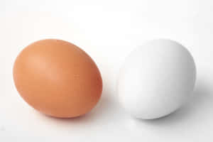 Freshly-laid Egg White