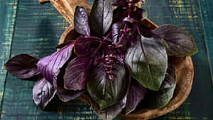 Freshly Picked Purple Basil Leaves Wallpaper