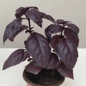 Freshly Picked Purple Basil Wallpaper