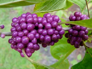 Freshly Picked Purple Berries