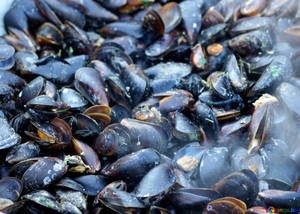 Freshly Steamed Mussels Ready To Be Served Wallpaper