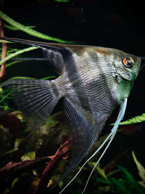 Freshwater Angelfish In Aquarium.jpg Wallpaper