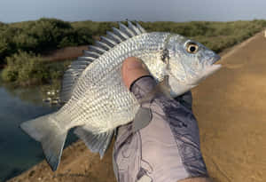 Freshwater Bream Catch.jpg Wallpaper