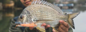Freshwater Bream Catch With Lure Wallpaper
